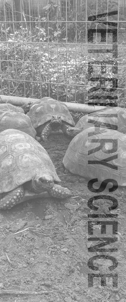 Click Here to learn about the Veterinarian Program