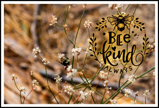 Bee Kind Always