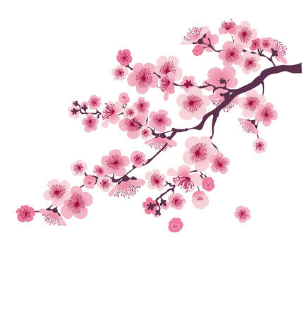 42,695 Cherry Blossom Cliparts, Stock Vector And Royalty Free ...