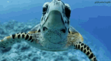 Sea Creatures GIFs | Tenor