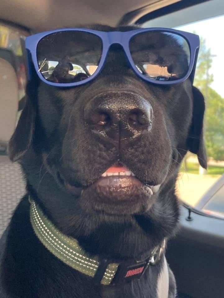SUNGLASSES DOG