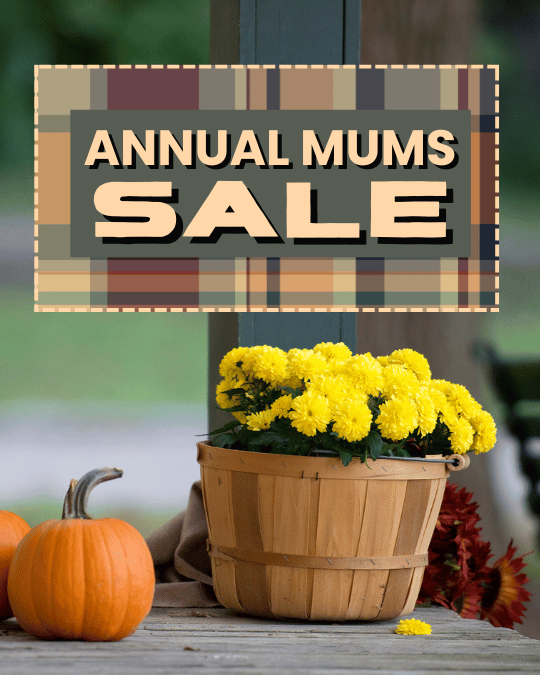 PVO Fundraiser-Mum Sale
