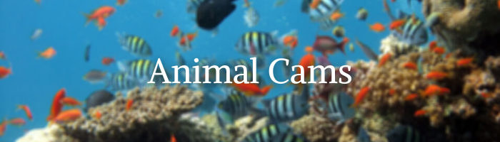 animal cams