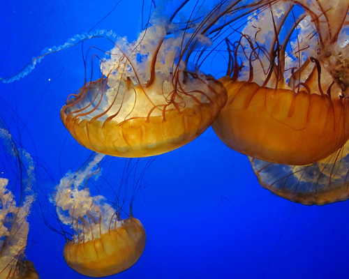 jellyfish