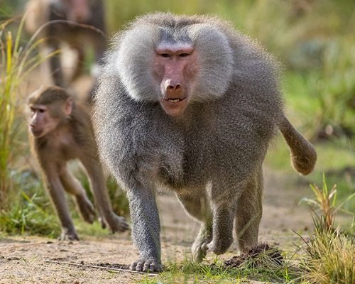 baboons