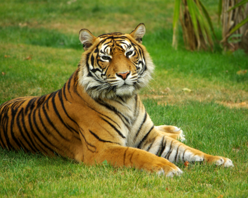 tiger