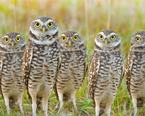 burrowing owls