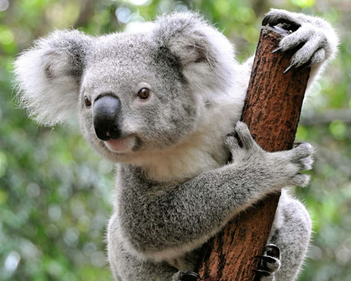 koala