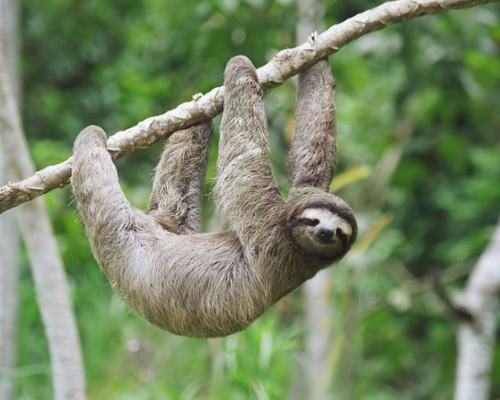 sloth