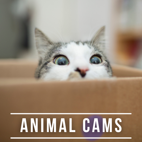 animal cams