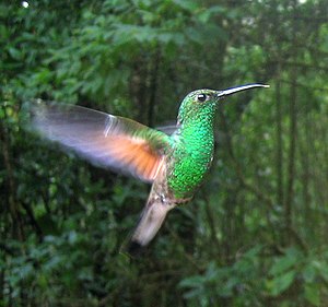 A hummingbird (probably a Buff-tailed Coronet) near Santa Elena, Costa Rica, 23 January 2004