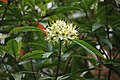 Ixerba brexioides, New Zealand angiosperm