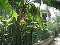 House with banana tree