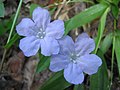 Wild Petunias (Ruellia caroliniensis)