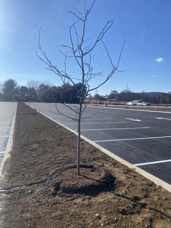 Trees have been planted in the new lot