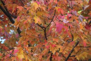 Fall leaves