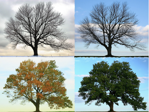 Trees
