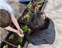 JAE 3rd graders planting flower boxes. thumbnail258586