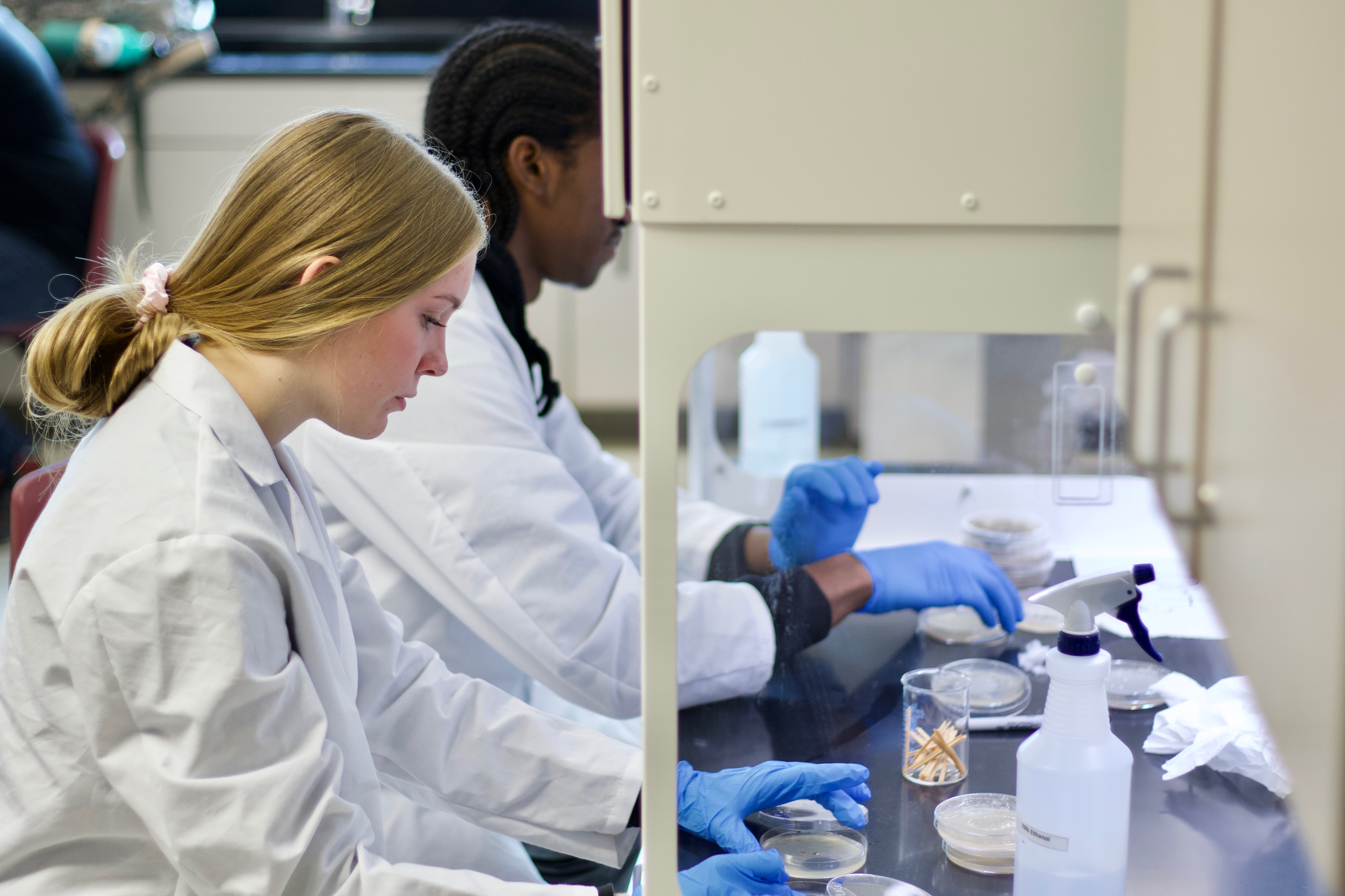 two students working with petri dishes
