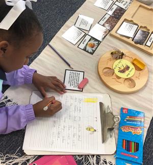 Lifecycle of the Honey Bee Lifecycle of the Honey Bee