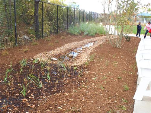 Garden Plants Garden Plants