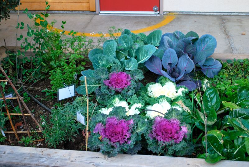 First Grade Garden