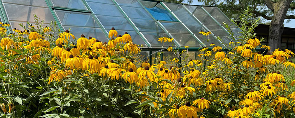 Photo of Middleton garden