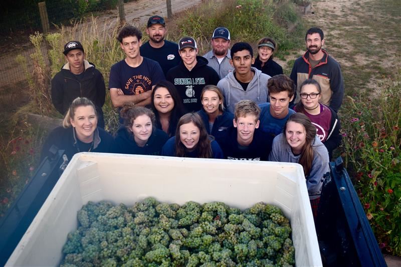 Viticulture First Harvest