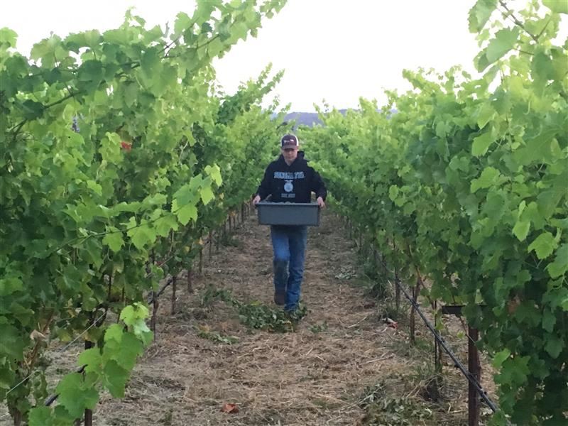 Vineyard Harvest