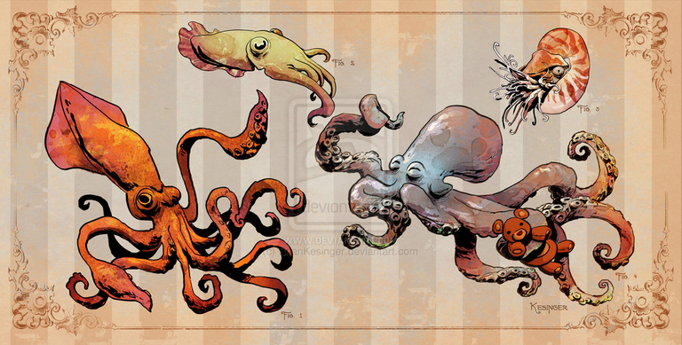 Cephalopods