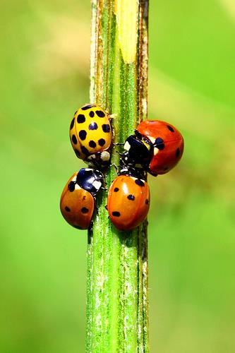 Ladybugs