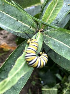 catapilar on a leaf