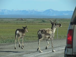 Picture of Caribou walking outside