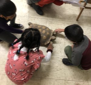 ENL students petting a tortoise