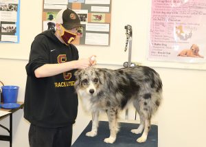 CCHS graduate Francis Mann applying the skills that he learned while attending the Capital Region BOCES Pet Tech program. This fall, he will be enrolled at Hudson Valley Community College to pursue a degree in technology.