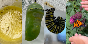 Monarch Butterfly life cycle: first picture is the larva, second is the cocoon, third is the caterpillar and fourth is the adult butterfly  