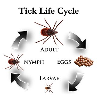 Tick