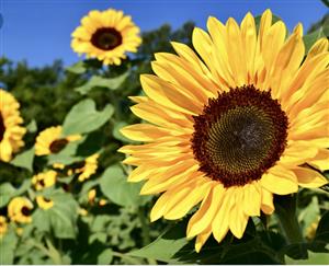 sunflowers 