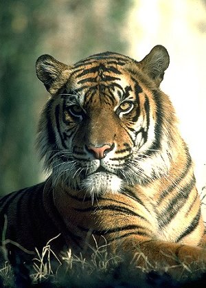 Stoic Tiger Stoic Tiger