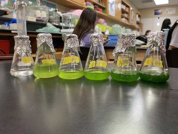 green and clear liquids of various amounts in small beakers green and clear liquids of various amounts in small beakers
