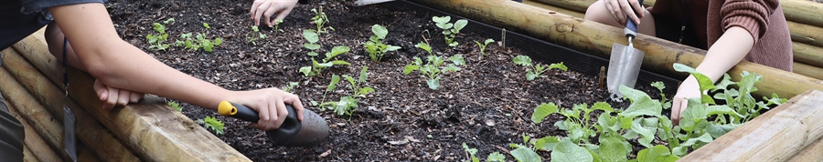 students in school garden