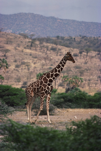 Characters in the Story 