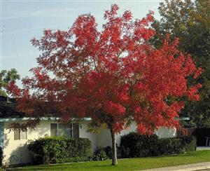 Chinese Pistache Chinese Pistache