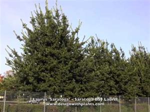 Saratoga Bay Laurels Saratoga Bay Laurels