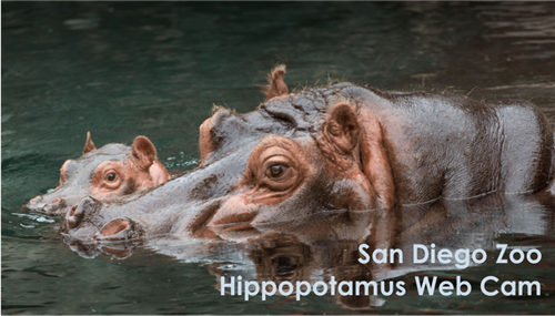 hippo web cam hippo web cam