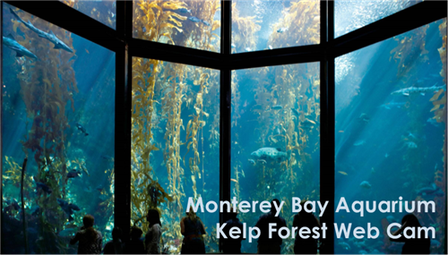 kelp forest kelp forest