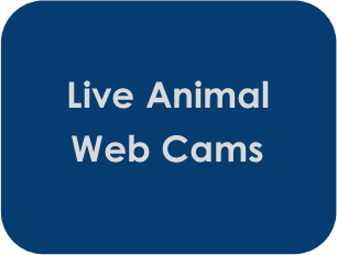 animal web cams animal web cams