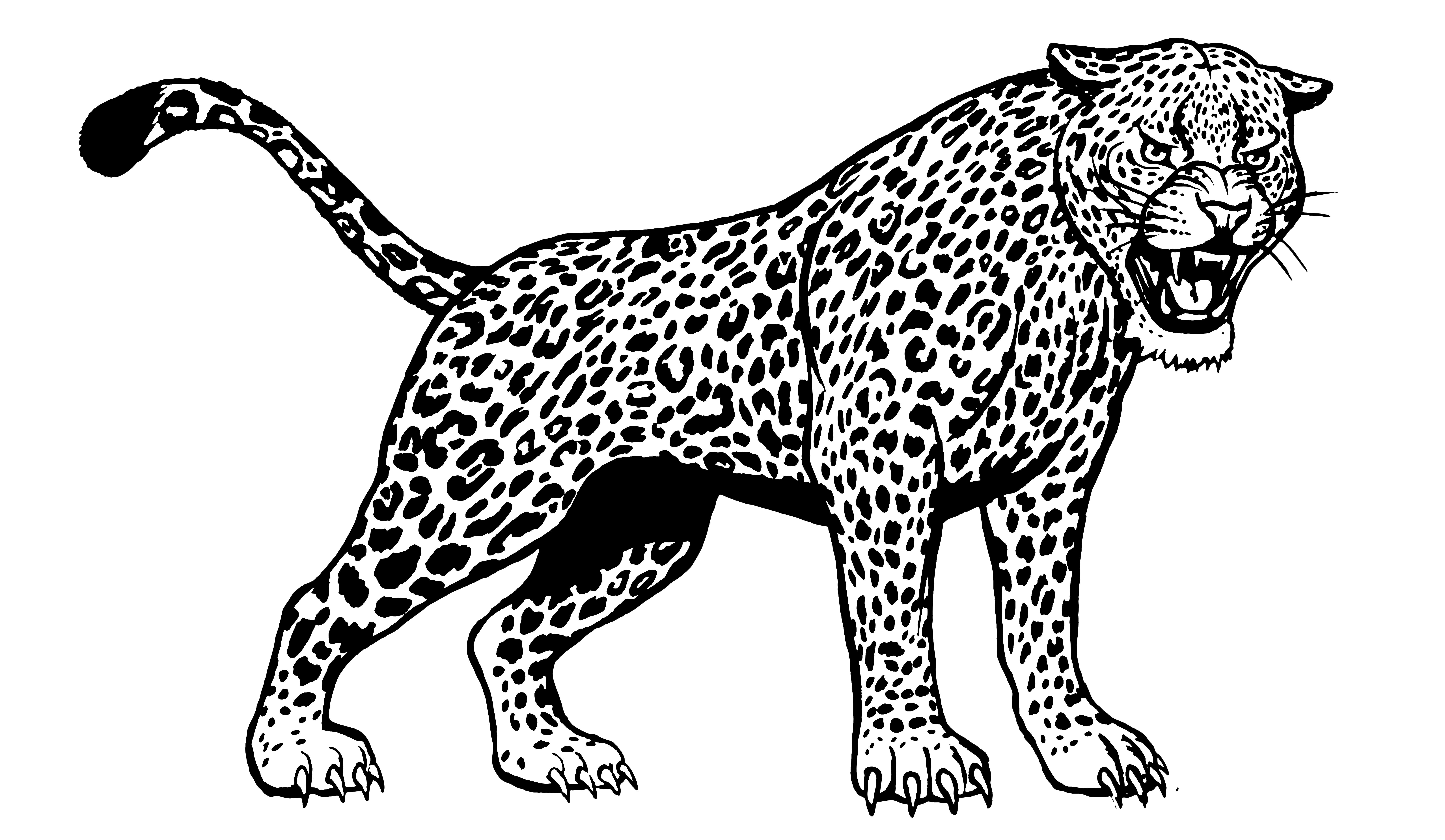 Jaguars