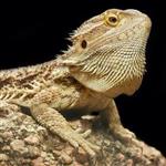 bearded Dragon Photo 