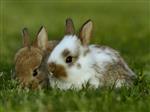 Photo of Bunnies 